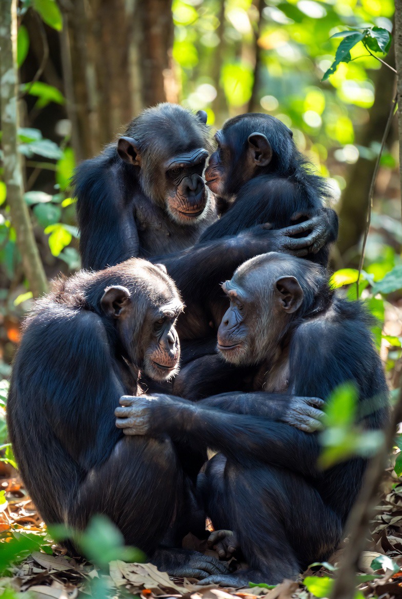 Primate social grooming, the original social network, running since before we had language